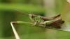 Chorthippus dorsatus dorsatus